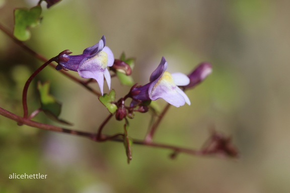 Mauer-Zimbelkraut (Cymbalaria muralis)